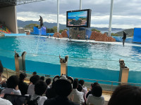 イルカショー