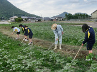 20200612ひまわり日記１