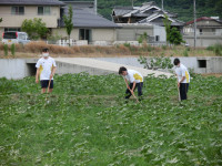 20200612ひまわり日記２