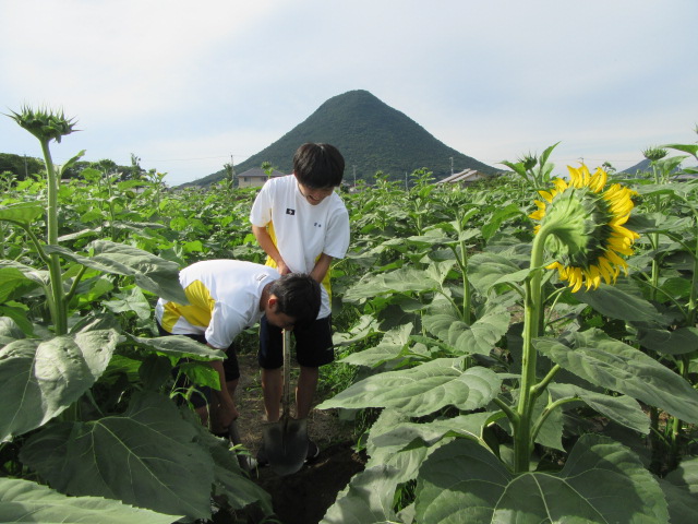 20200702ひまわり迷路１