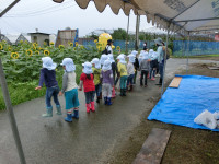 20200710ひまわり迷路１