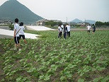 20170601ひまわり日記２