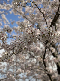 桜20222