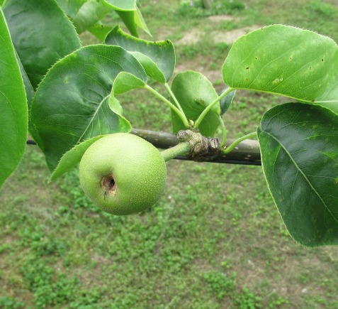 a1