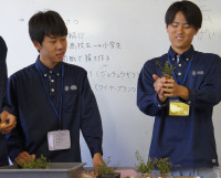 こけ玉お手本2