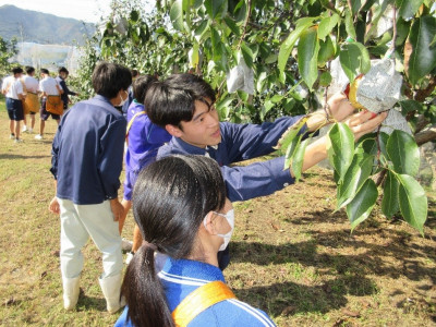 梨の収穫体験