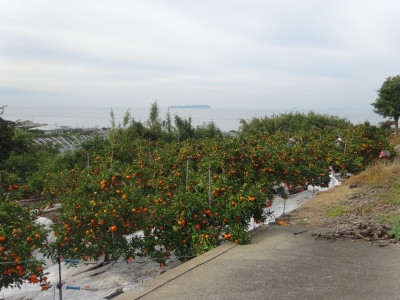 DSC04356