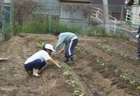 サツマイモの植え付け