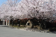 桜と校訓碑