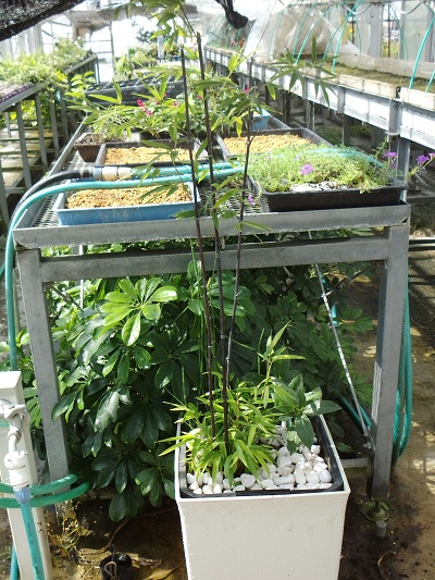 7月22日竹寄せ植え