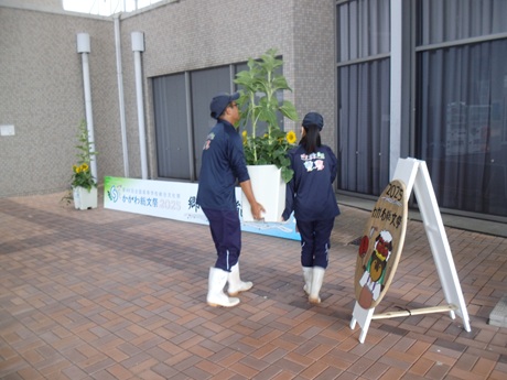 ヒマワリ下す