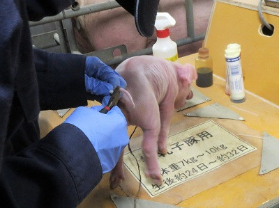 豚③