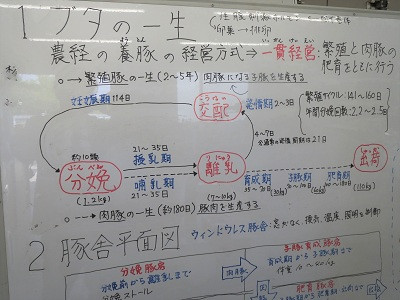 豚④