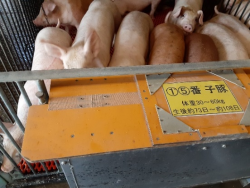 養豚蜘蛛の巣⑪.png