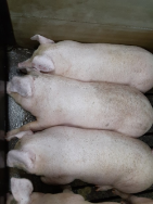 養豚蜘蛛の巣⑭.png
