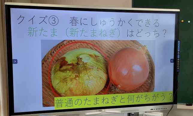 玉ねぎ2