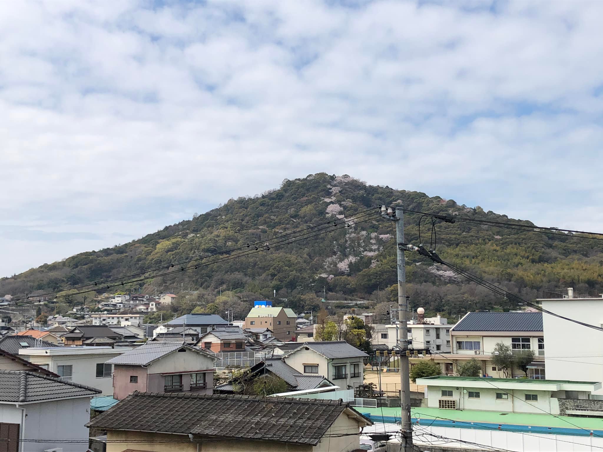 津の山桜