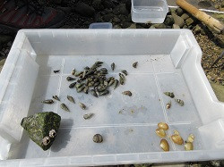 採集された貝類