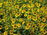 DSC02751