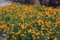 IMG_9438