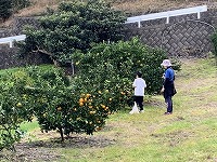 みかん狩り