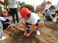 チューリップ植付