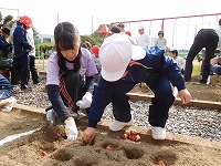 チューリップ植付