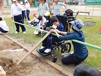 チューリップ植付