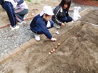 チューリップ植付