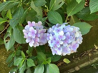 IMG_0199