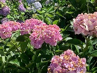 IMG_0205