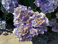 IMG_2528