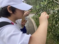 観察中