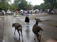 奈良公園
