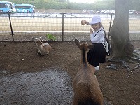 鹿せんべい