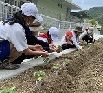 育てた苗を花壇に植えたよ～！