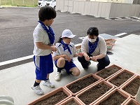 今日はプランターに植えよう。