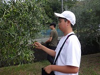 収穫の様子