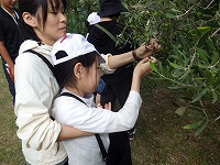収穫の様子