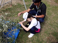 収穫の様子