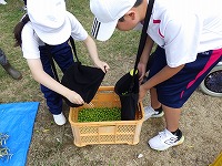 収穫したオリーブの実