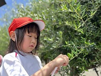 幸せのオリーブを探しました。