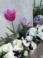 ピンクチューリップ