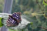 IMG_9806