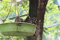 IMG_9818