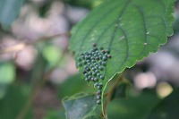 IMG_9788