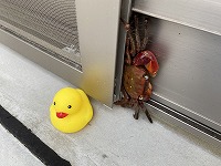 アヒルとツーショット