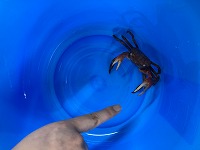 バケツにカニ