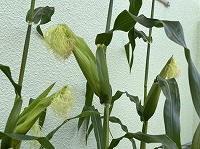 IMG_5860 2