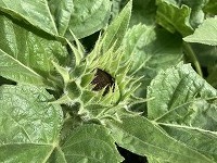 だんだん膨らんできました。
